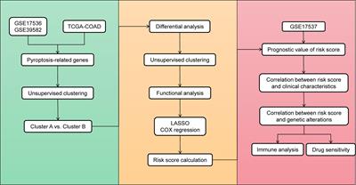 A pyroptosis-related gene signature that predicts immune infiltration and prognosis in colon cancer